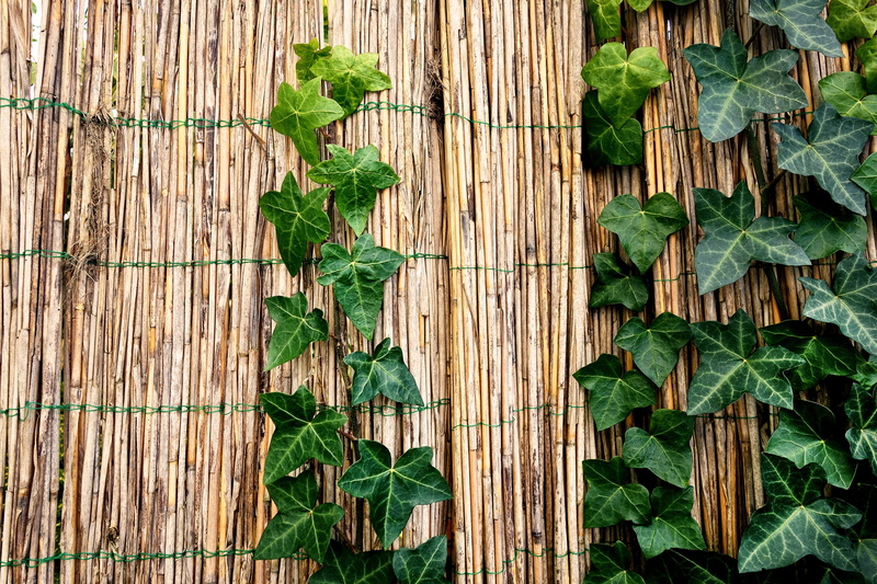 leaf, enclose, japanese, no people, bamboo fence, chinese, garden fence, ivy, full frame, keep out, close-up, day, wood - material, nature, plant part