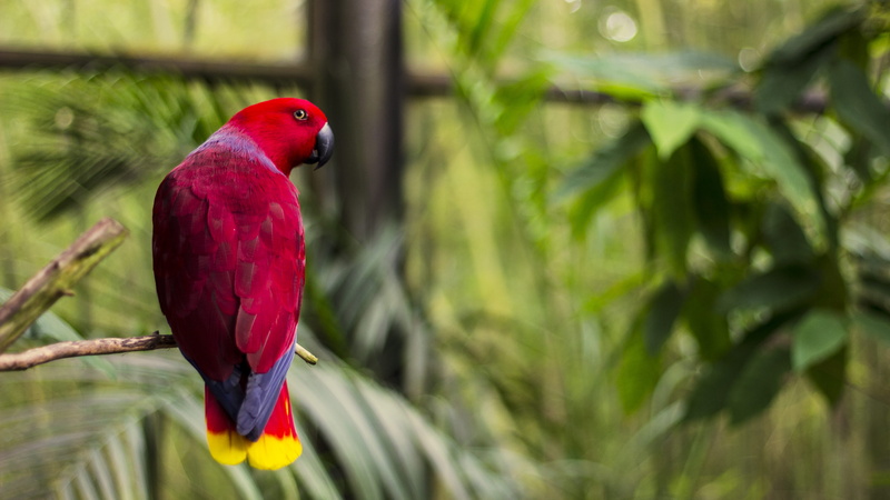 tree, animal wildlife, photo, parrot, green, daytime, tropic, outdoors, tropical rainforest, full length, nature, bird, red, palm tree, vertebrate, pink