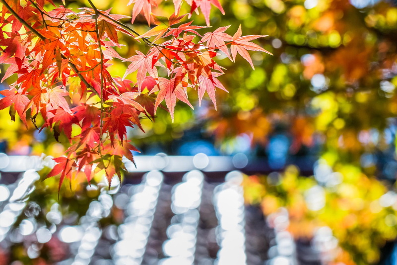 download, tree, maple, leaf, blur, focus, red, 1080P, autumn, glare, macro, leaves
