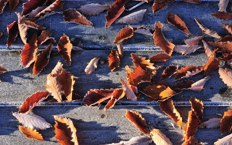 textured, orange Color, outdoors, plant, day, dry, tree, leaf, colors, fragility, change, red, maple, no People, gold Colored, falling, yellow, october