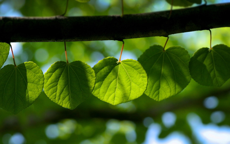 heat, spring, green, freshness, greens, sheets, widescreen, leaves, leaf vein, the best Wallpapers for your desktop, trees, leaves