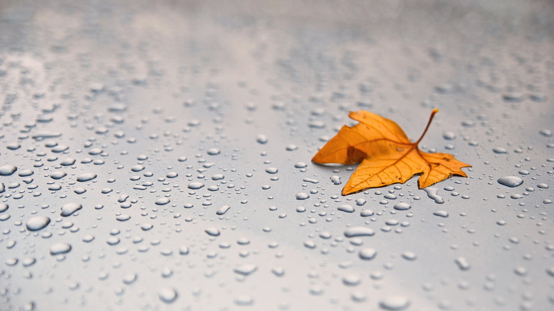 leaf, widescreen, the best s for your desktop, autumn, for desktop, download, sheets, autumn mood, the s, metal, macro, 1080P, macro photo, drop, hd s
