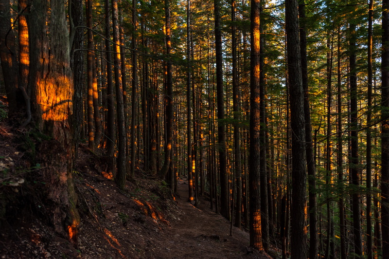 land, tranquility, beauty in nature, inside, trail, hour, no people, autumn, direction, green, sunset, dark, day, woodland, daytime, non-urban scene, trees