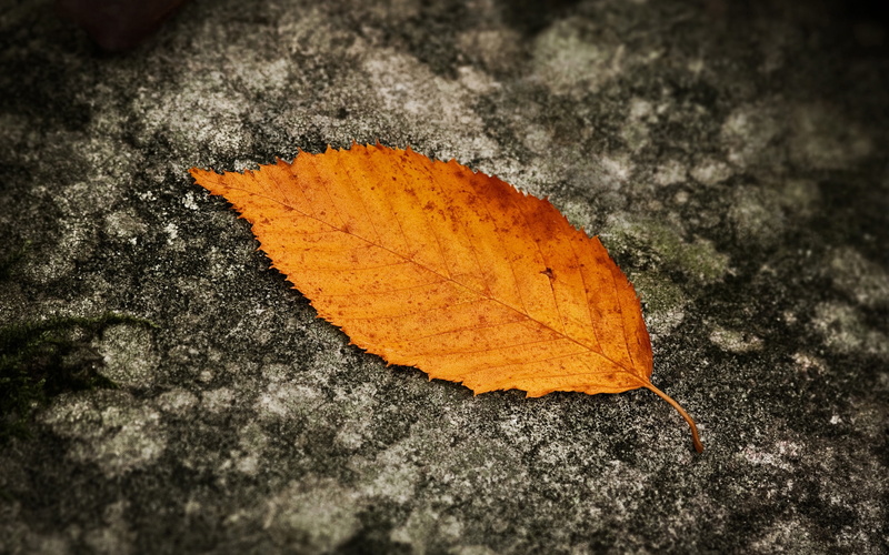 background, green, 2K, fallen, leaf