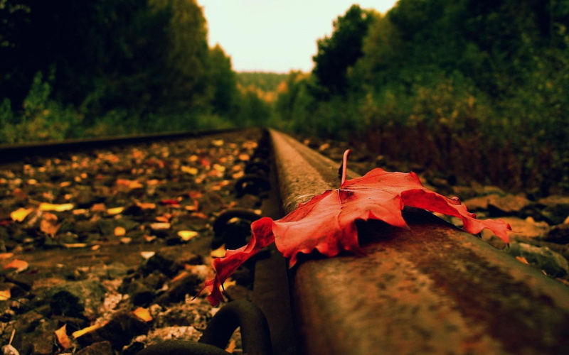 pink, fallen, leaf, autumn, fall, 1920x1200, photography, railroad, 1080P, maple