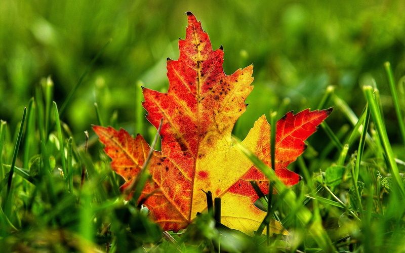 scenics, park - Man Made Space, focus on foreground, change, october, green Color, gold Colored, nature, maple, lush Foliage, day, maple Tree, outdoors