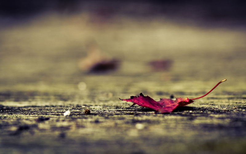natural condition, selective focus, change, plant part, falling, no people, flower, close-up, leaf, day, beauty in nature, fallen, textured, freshness