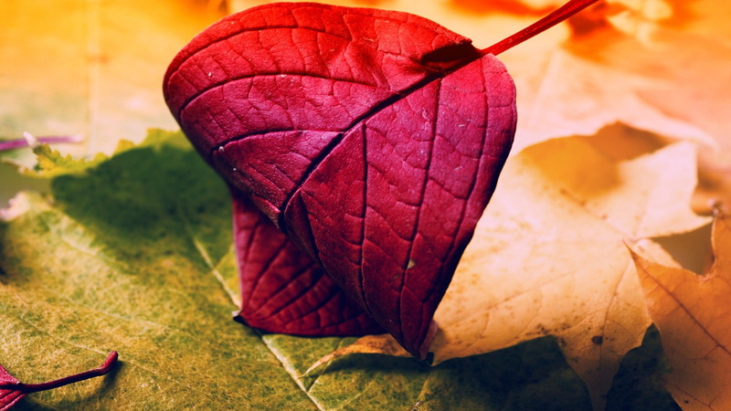light - Natural Phenomenon, brown, plant, falling, day, pattern, natural condition, plant part, colors, fall, botany, september, maroon, yellow, leaf Vein
