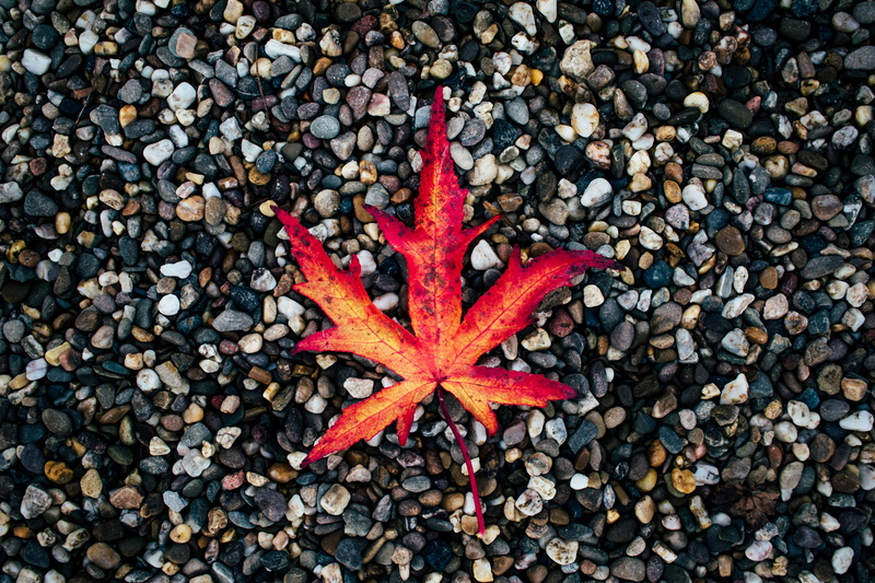 shape, starfish, stones, season, land, plant part, color Image, plant, day, change, textured, fallen, autumn, no People, maple leaf, nature, stone - Object
