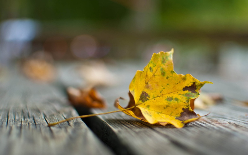 720P, focus on foreground, fragility, falling, leaves, selective focus, autumn, close-up, leaf, wood - material, nature, plant part, dry, still life, yellow
