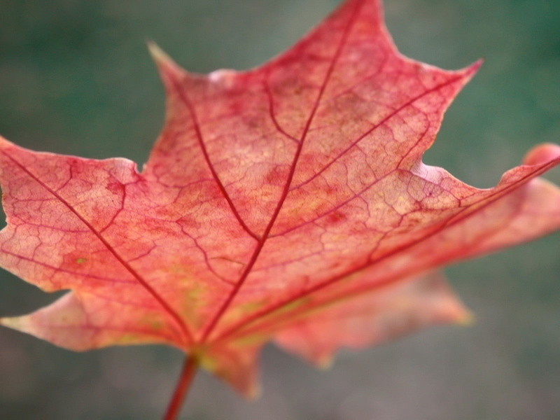 fallen, season, colors, multi Colored, yellow, vibrant Color, day, pattern, october, abstract, macro, nature, leaves, close-up, forest, plant, vulnerability