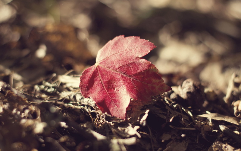 vulnerability, textured, fragility, field, environment, growth, multi Colored, october, close-up, green Color, macro, orange Color, leaves, season, falling