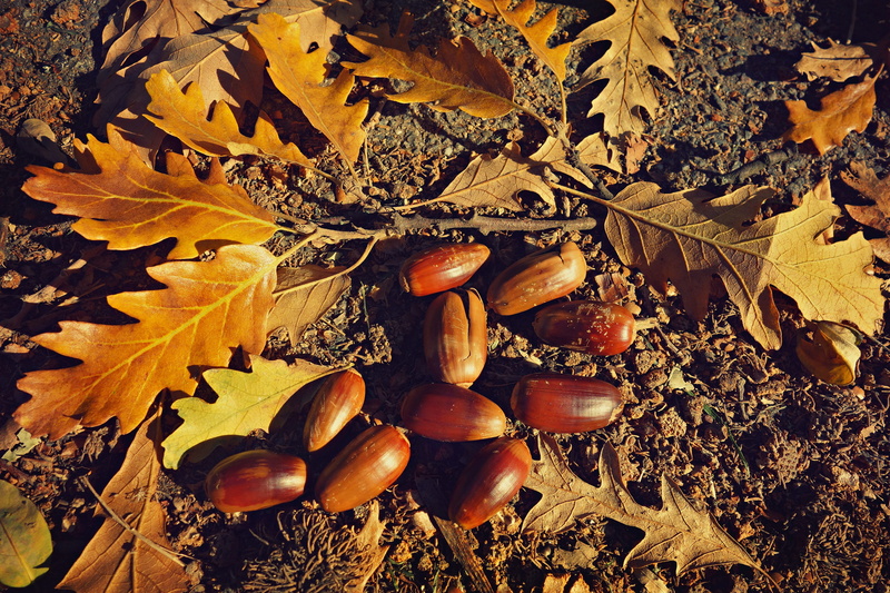 nut, leaf, land, natural condition, field, debris, healthy eating, brown, golden, nature, autumn, outdoors, high angle view, no people, food and drink