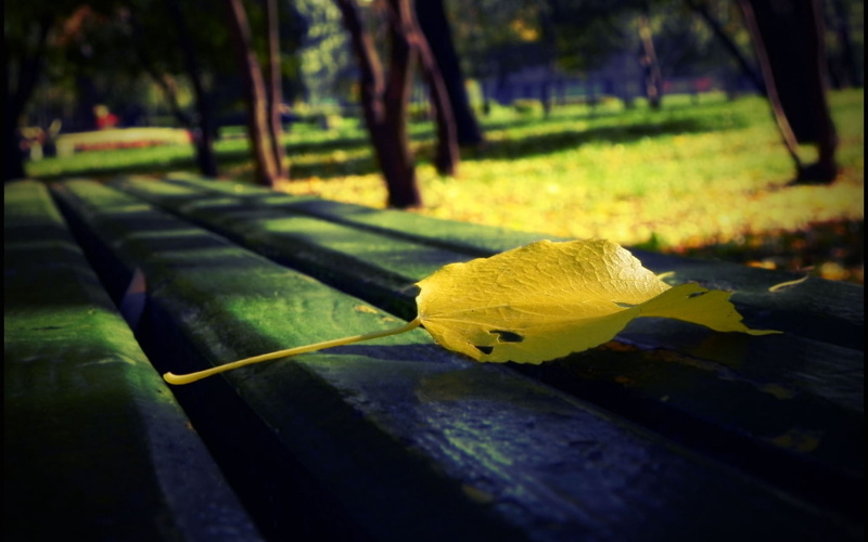 alloy, footpath, multi Colored, plant part, light - Natural Phenomenon, maple Tree, plant, fall, lush Foliage, beauty In Nature, no People, leaves, leaf