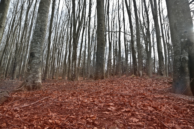 2K, change, no people, low angle view, view, wood, fallen, beauty in nature, non-urban scene, autumnal, tranquil scene, trees, land, scenics - nature