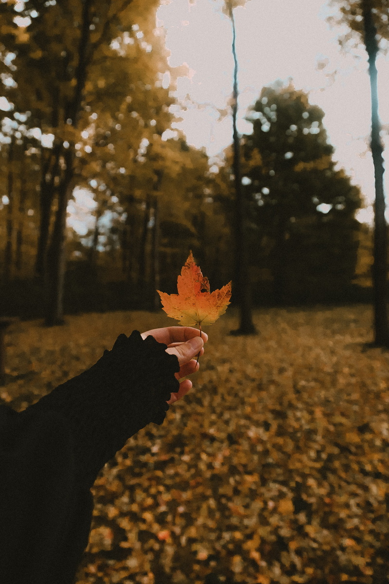 5K, tree, change, plant, day, colorful, leaves, holding, orange color, autumn, plant part, body part, human hand, november, maple leaf, coziness, outdoors