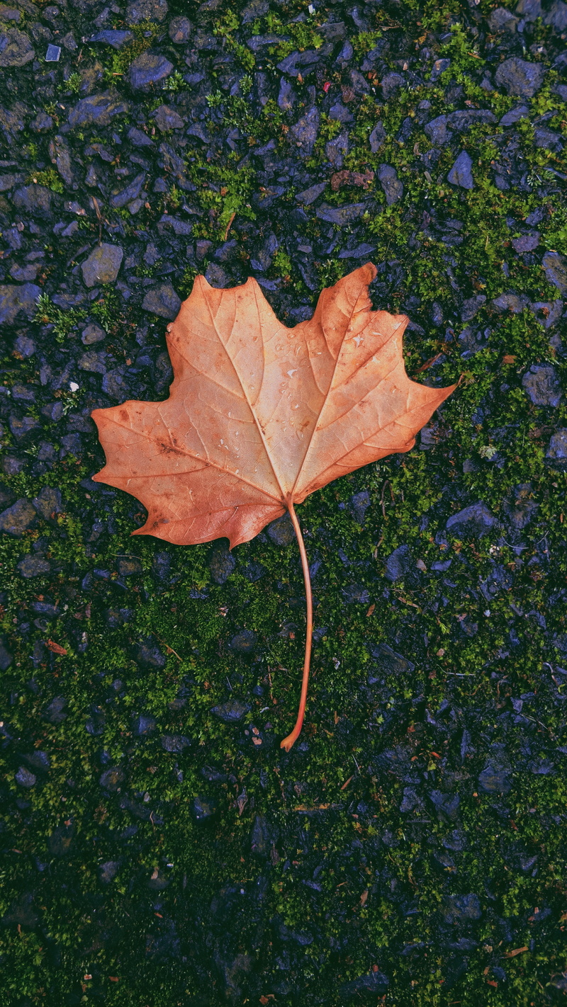 autumn, outdoors, fallen, plant, vulnerability, falling, no people, plant part, beauty in nature, leaf, dry, leaves, day, moss, change, directly above