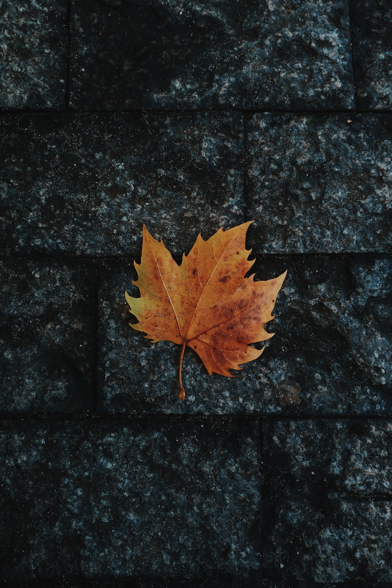 beauty in nature, natural condition, leaves, no people, tree, leaf, close-up, orange color, leaf vein, fallen, nature, dry, textured, plant, directly above