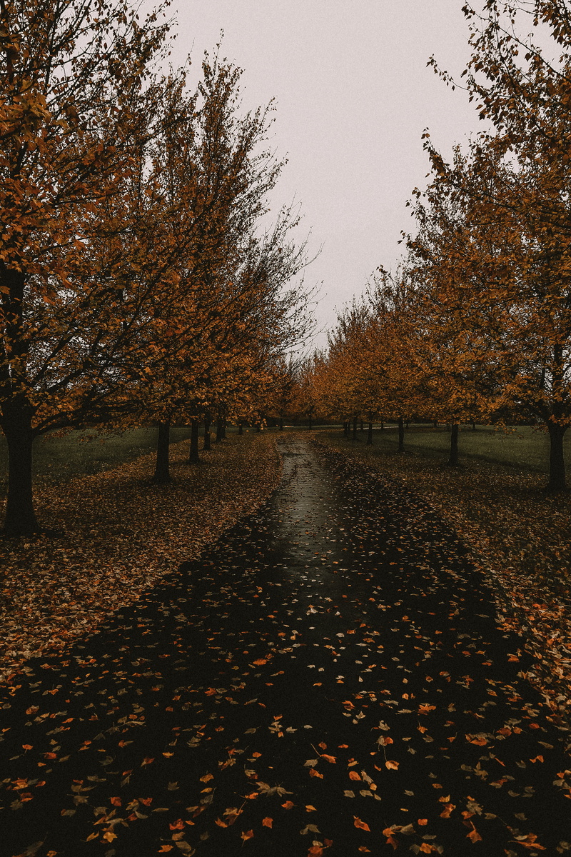 the way forward, grove, falling, sky, leaf, no people, orange, scenics - nature, autumn collection, yellow, park, ground, beauty in nature, orange color