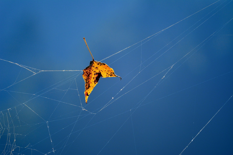 arthropod, macro, one animal, spider web, 5K, animal, no people, animal leg, web, nature, fragility, leaf, sky, animal themes, fallen, insect, invertebrate