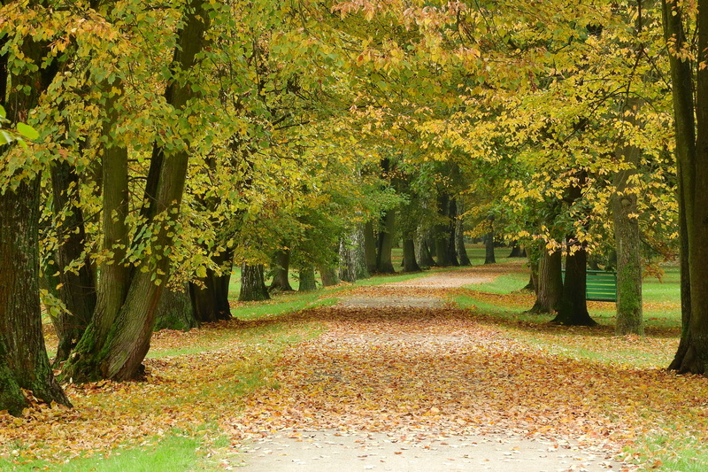 leaf, outdoors, change, growth, beauty in nature, yellow, romantic, direction, trees, autumn, plant, path in the park, leaves, footpath, season, land, scenics - nature