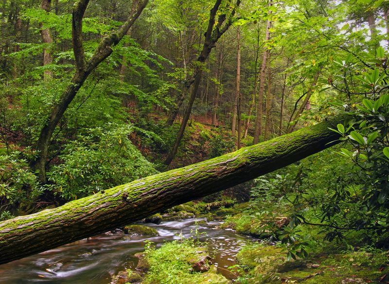 surrounded, scenics, coniferous, nature, rainforest, Natural Area, Sussex County, Fallen, leaf, trees, river, deciduous, stream, outdoors, Stokes State Forest
