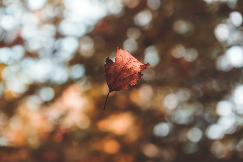 5K, flight, autumn, levitation, fallen, bokeh, glare, leaf