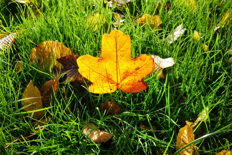 autumn colors, dry, change, maple leaf, land, green color, russet, vulnerability, 4K, red, leaf, close-up, plant, grass, growth, seasonal, leaves, autumn