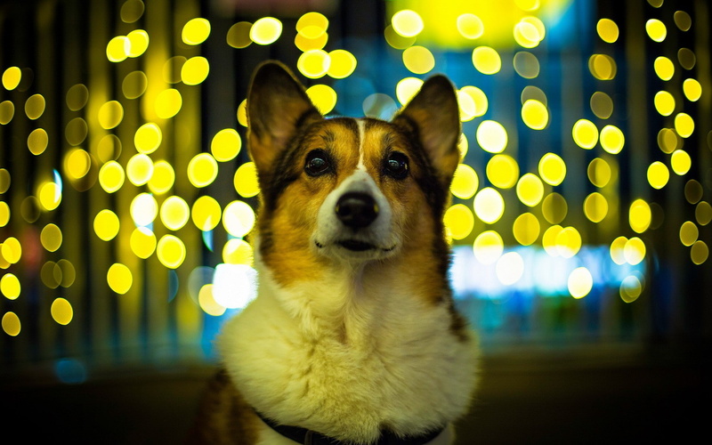 1080P, dog, pet, Corgi, lights, yellow, animals, looking at viewer, bokeh