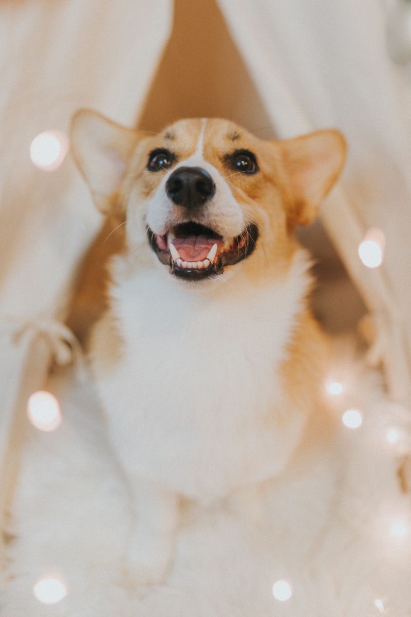 animal head, animal themes, white, animal, domestic, dog, looking at camera, animal body part, corgi, mammal, pets, tan, vertebrate, canine, 4K, one animal