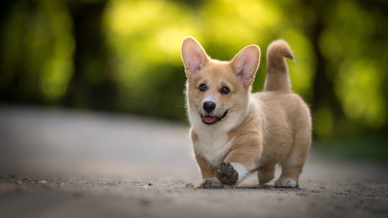 Corgi, Baby Animal, Dogs, 1080P, Puppy, Dog, Depth Of Field, Pet