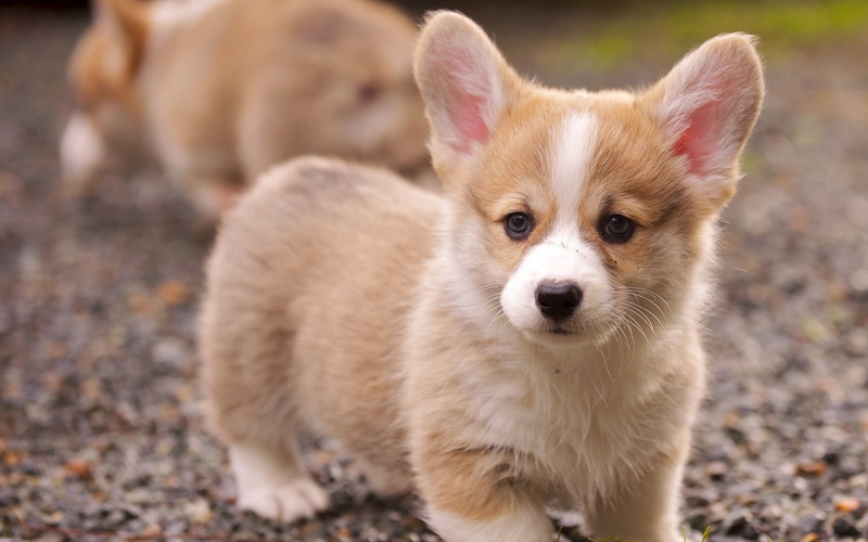 Corgi, Puppy, 2K