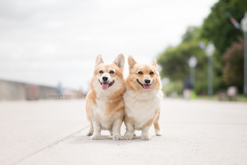 Corgi, 1080P, Dogs