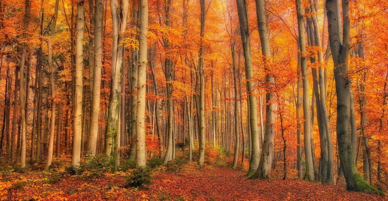 tranquil scene, plant, scenics - nature, orange, environment, tree trunk, gold, growth, non-urban scene, forest, 1080P, trees, woodland, pine woodland