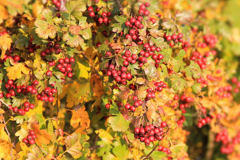 no people, Berry, Hawthorn, fall foliage, berry red, tree, healthy eating, rowanberry, food and drink, fall color, autumn mood, Red, Berries, wellbeing