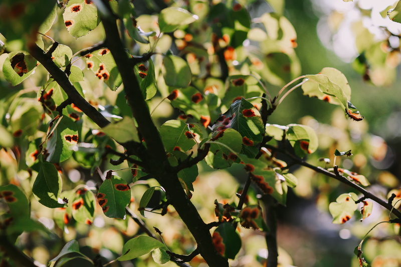 beauty in nature, food and drink, green Color, flower, agriculture, fruit, healthy eating, springtime, close-up, no People, leaf, 5K, ripe, day, selective focus