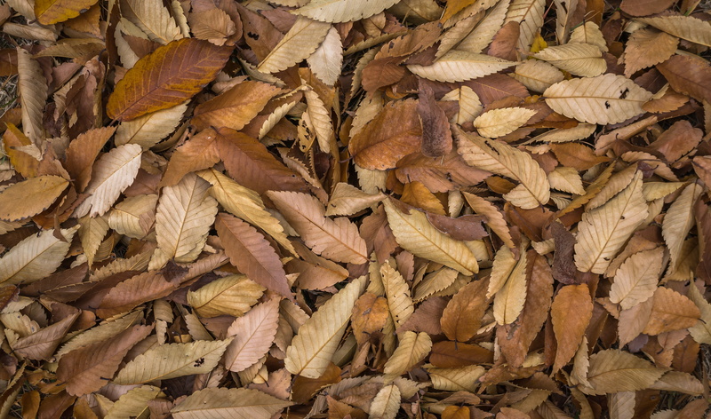 the leaves, healthy eating, backgrounds, plant part, texture, large group of objects, food, no people, field, change, dry, abundance, natural condition