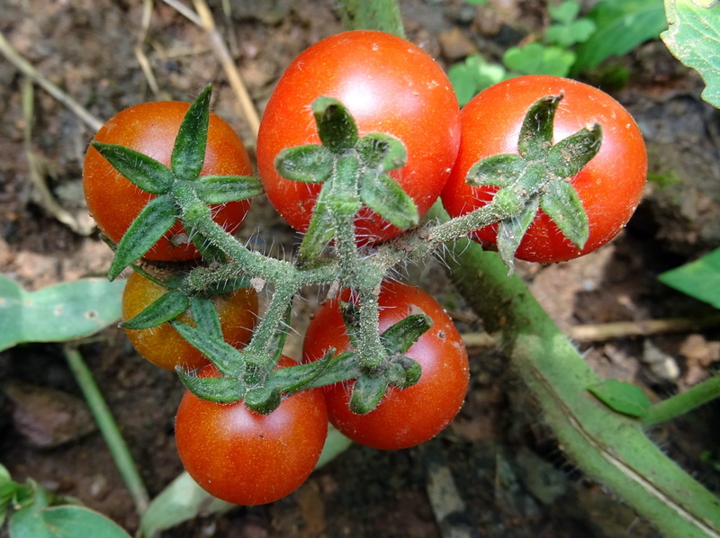 dharwad, vegetarian Food, tomato, organic, leaf, vegetable Garden, food, green Color, Vegetable, orange color, close-up, Cherry Tomato, nature, crop, freshness