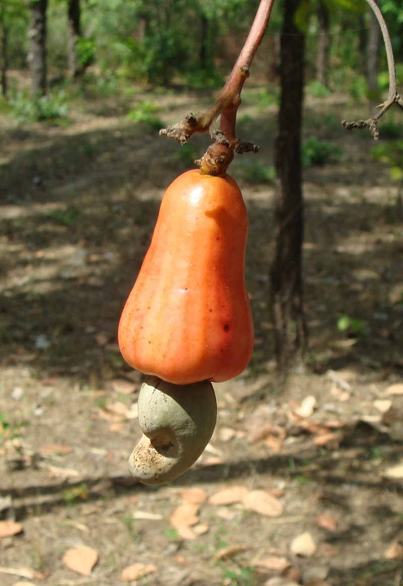 nature, 1080P, field, pumpkin, day, Cashewnut, focus on foreground, plant, land, tree, orange color, Tree, organic, freshness, healthy Eating, fruit, autumn