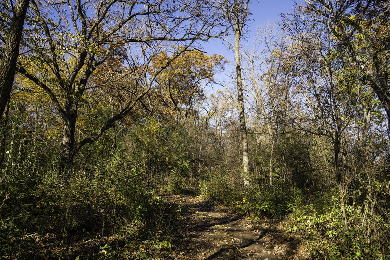 Wisconsin, photos, tranquil scene, sunlight, morton, morton county forest, tree, plant, tranquility, scenics, environment, county, growth, non-urban scene