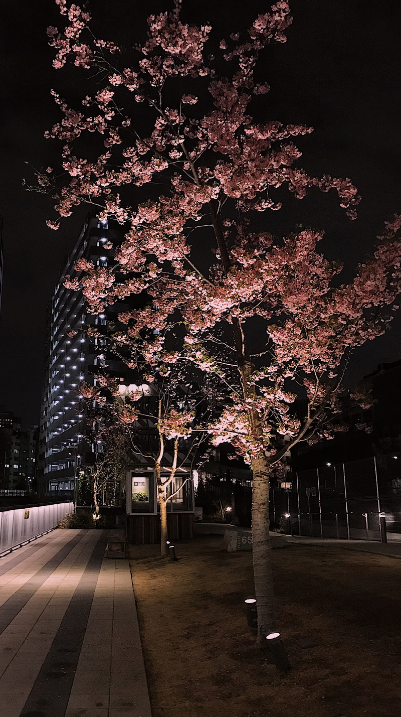lighting equipment, japan, growth, branch, blossom, beauty in nature, tarmac, built structure, park, street, architecture, night life, peony, night, 4K