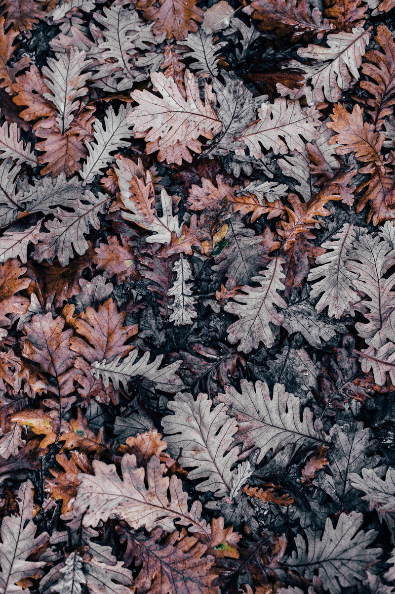 outdoors, close-up, plant, cold temperature, no people, leaves, coniferous tree, beauty in nature, dry, high angle view, vulnerability, dried, nature, autumn