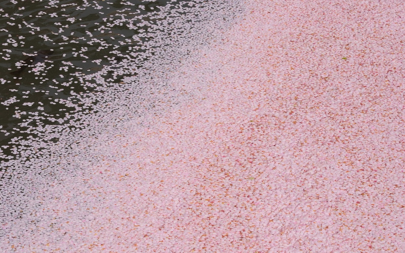 water, material, abstract, textured, leaves, close-up, full frame, pattern, rough, backgrounds, day, outdoors, no People, fallen, pink color, street, backdrop