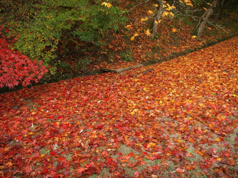 change, brown, no People, falling, season, lush Foliage, outdoors, maple Tree, land, woodland, vibrant Color, forest, tranquil scene, colors, scenics, backgrounds