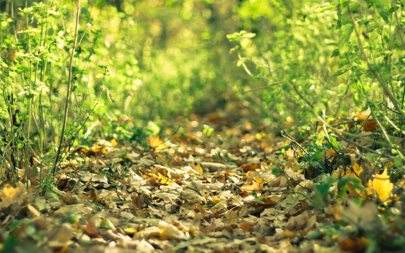tree, surface level, selective focus, yellow, nature, green, tranquility, leafed, summer, beauty In Nature, flower, no People, wildflower, close-up, rural Scene