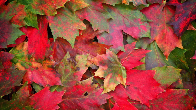 outdoors, leaf vein, plant part, fall, maple Tree, beauty In Nature, dry, multi Colored, color Image, falling, full frame, yellow, september