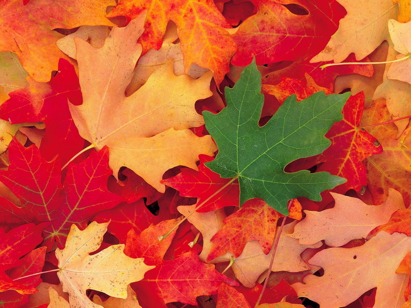 fallen, dry, october, falling, tree, november, vibrant Color, season, natural condition, day, leaf vein, september, vulnerability, forest, pattern, no people