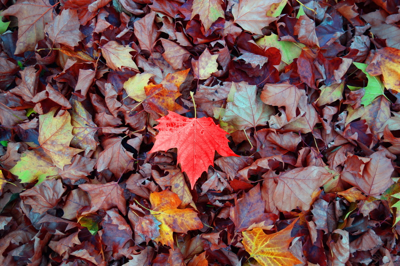 nature, orange color, high angle view, backgrounds, natural pattern, full frame, autumn, maple leaf, plant part, falling, outdoors, autumn collection, no people