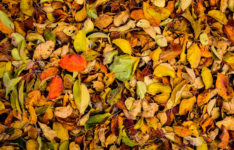 5K, plant part, beauty in nature, backgrounds, dry, land, orange color, yellow, plant, close-up, day, natural condition, maple leaf, brown, leaf, autumn collection