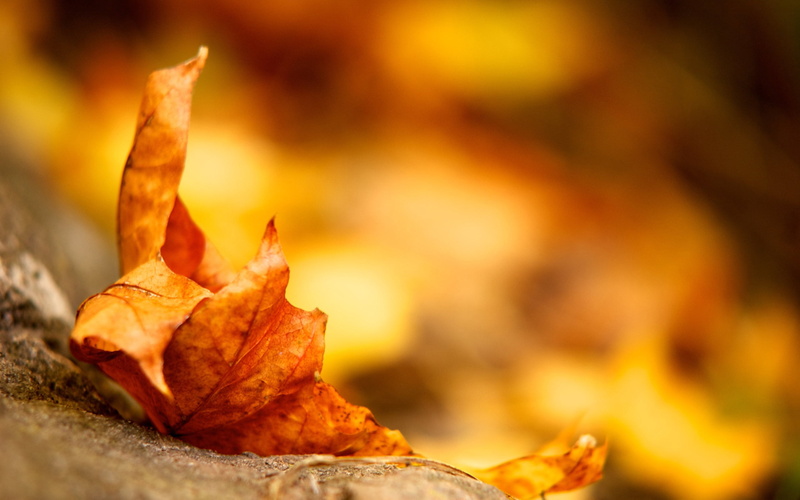 orange Color, bright, vibrant Color, red, fall, macro, fragility, focus on foreground, november, october, leaf, yellow, brown, copy Space, leaves, plant part